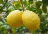 ЛИМОН (Citrus Limonum)- етерично масло