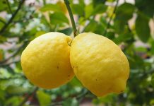 ЛИМОН (Citrus Limonum)- етерично масло